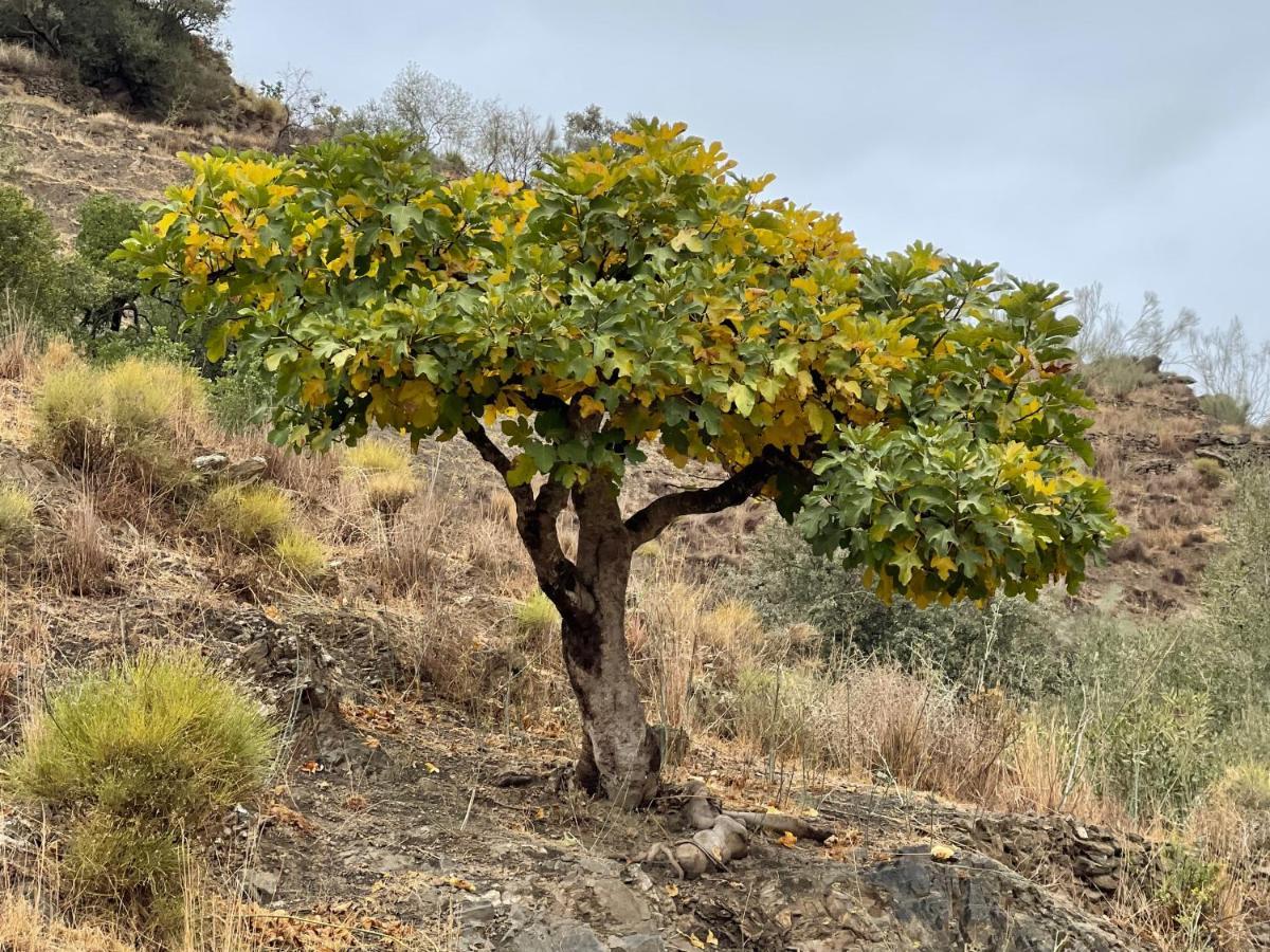 Casa Del Limon Leilighet Canillas de Aceituno Eksteriør bilde